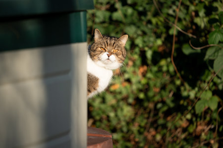 curious british shorthair cat outdoors in the garden looking around the corner in autumn sunlightの写真素材