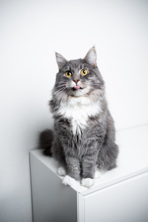 portrait of an adorable fluffy blue tabby white maine coon cat sitting on cupboard looking at camera sticking out tongueの写真素材