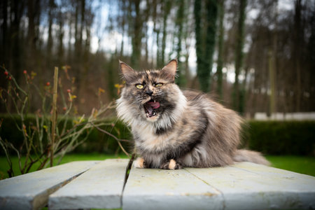 hungry maine coon cat sitting on wooden table waiting for food licking over lips outdoors in the back yardの写真素材