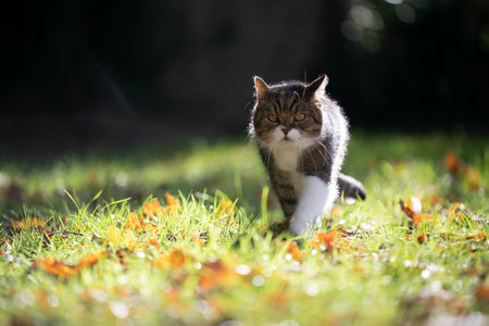 tabby white british shorthair cat walking on grass with autumn leaves in the sunlight looking aheadの写真素材