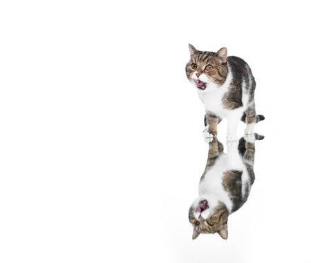 beautiful tabby white british shorthair cat with open mouth standing on mirror in front of white studio background copy spaceの写真素材
