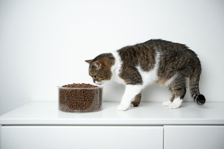 side view of a tabby white british shorthair cat eating dry pet food in front of white background with copy spaceの写真素材