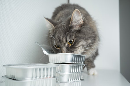 blue tabby maine coon cat eating pet food from aluminum container on white backgroundの写真素材