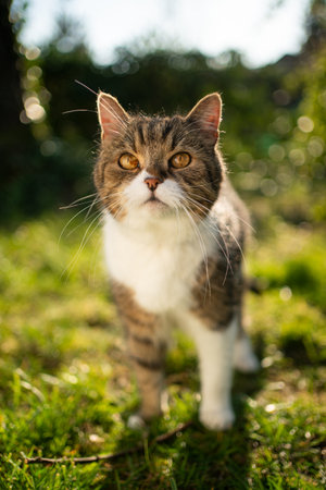 tabby white british shorthair cat standing outdoors in nature looking up at camera in sunlightの写真素材