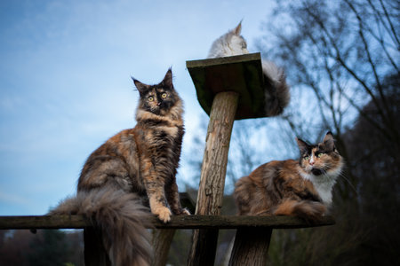 three maine coon cat outdoors on a cat tree in nature looking at cameraの写真素材