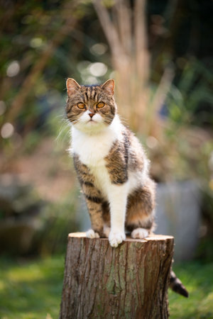 tabby white british shorthair cat sitting on tree stump looking at cameraの写真素材