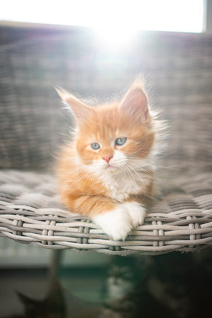 cute ginger tabby white maine coon cat resting on chair in front of backlit windowの写真素材