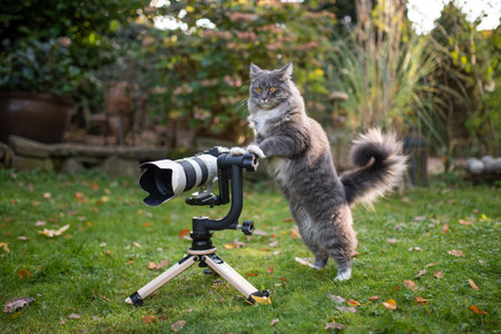 maine coon cat with white paws standing behind mirrorless camera with tele lens on a wooden tripod with gimbal looking like a photographerの写真素材