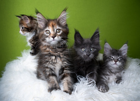 4 different colored maine coon kittens on white fake fur in front of green background looking at camera curiouslyの写真素材