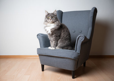 blue tabby maine coon cat sitting on small gray ears armchair looking at camera in front of white wall with copy spaceの写真素材