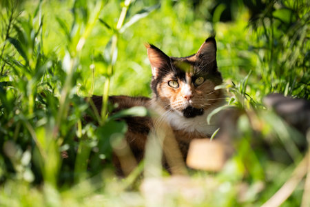calico maine coon cat resting under bush outdoors in nature looking at camera on a sunny dayの写真素材