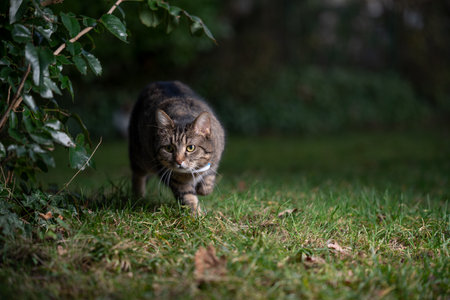 tabby domestic shorthair cat outdoors in nature prowling wearing gps tracker attached to collar observing the garden at night walking on grassの写真素材