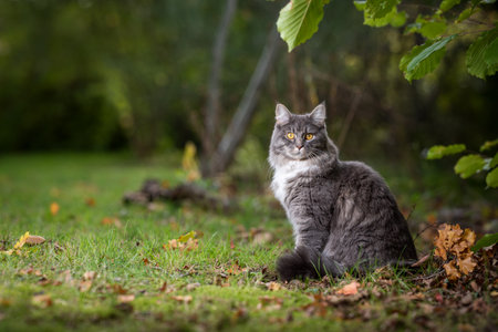 gray maine coon cat with white collar outdoors in nature sitting next to autumn leaves on grass looking at cameraの写真素材