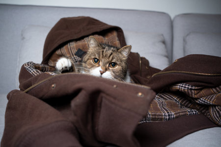 cute tabby white british shorthair cat relaxing resting on pet owners comfortable jacket lying on sofa looking at cameraの写真素材