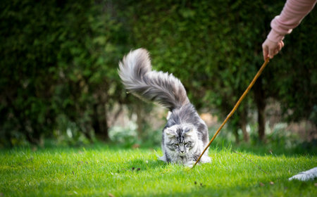 silver tabby maine coon cat with fluffy tail playing with pet owner holding a stickの写真素材