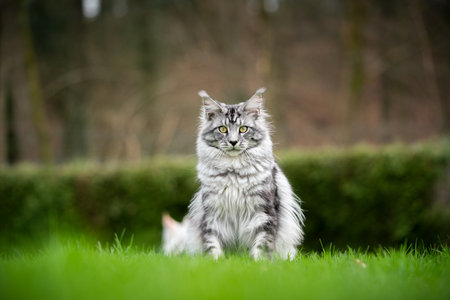silver tabby maine coon cat sitting on grass looking at camera outdoors in the back yardの写真素材