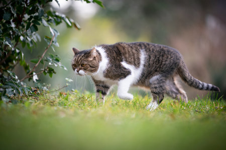 side view of a tabby white british shorthair cat outdoors in nature on the prowl walking on lawnの写真素材