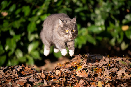 young maine coon cat jumping over a pile of autumn leaves outdoors in the gardenの写真素材