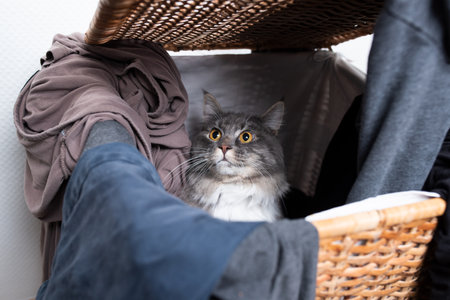 curious young blue tabby white maine coon cat inside of laundry basket looking outの写真素材