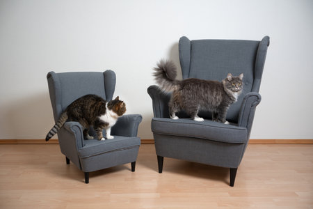two different cats standing on small and big armchair side by sideの写真素材