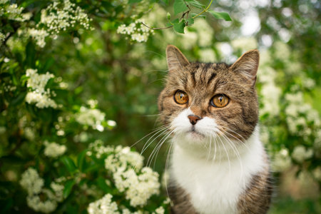 portrait of a beautiful tabby british shorthair cat outdoors in spring under flowering tree with white blossomの写真素材