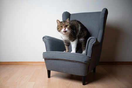 cat standing on small gray ears armchair looking at camera sticking out tongue licking over nose in front of white wall with copy spaceの写真素材