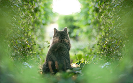 rear view of a curious maine coon cat observing the gardenの写真素材