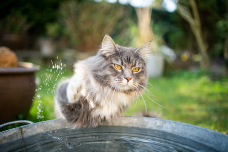 Blue tabby white maine coon cat playing with water in metal bucket outdoorsの写真素材
