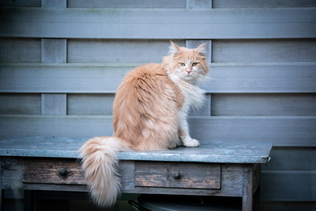 beige white maine coon cat with fluffy tail sitting on table outdoors on terrace in front of gray fence looking at cameraの写真素材