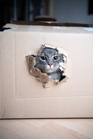 cute blue tabby maine coon cat looking out of a hole in cardboard boxの写真素材