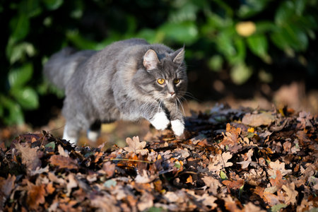 blue tabby maine coon cat jumping over a pile of autumn leaves outdoors in the gardenの写真素材