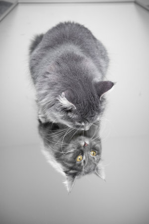 young curious blue white tabby maine coon cat looking into mirrorの写真素材