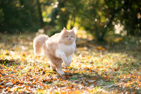 beige white maine coon cat outdoors in the back yard running on grass covered with autumn leaves in the sunlightの写真素材