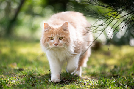 beige cream colored maine coon cat walking towards camera outdoors on the prowlの写真素材