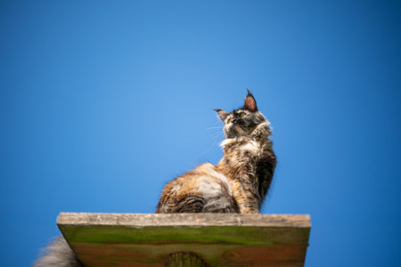 tortoiseshell maine coon cat sitting on elevated viewpoint outdoors in front of clear blue sky looking downの写真素材