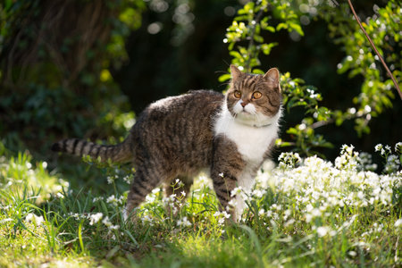 tabby white british shorthair cat standing on meadow with flowers on a sunny dayの写真素材