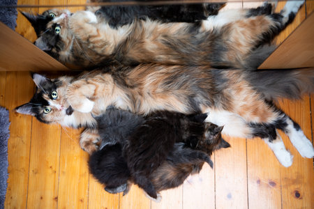 high angle view of a cat mother breastfeeding her maine coon kitten babies looking at cameraの写真素材