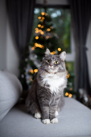 portrait of a cute blue tabby maine coon cat sitting on couch in front of christmas tree with bokeh lights in the backgroundの写真素材