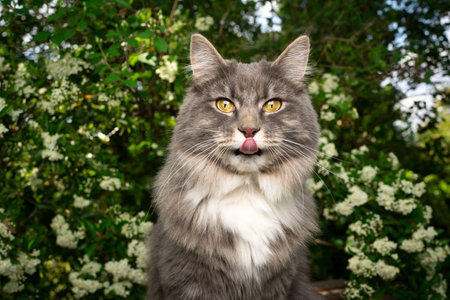 cute blue tabby maine coon cat sticking out tongue outdoors in nature looking at cameraの写真素材