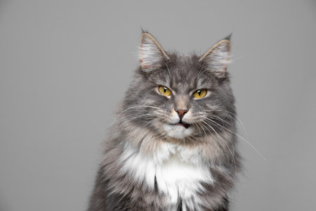cute blue tabby white maine coon cat making funny face in front of gray background with copy space looking at cameraの写真素材
