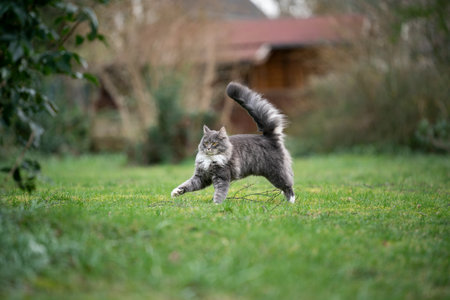 cute blue tabby maine coon cat with fluffy tail high up in the gardenの写真素材