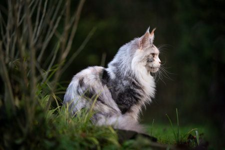 profile side view of a beautiful black torbie silver highwhite maine coon cat sitting outdoors in nature observing the areaの写真素材