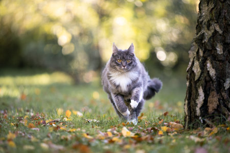 young blue tabby maine coon cat with white paws running towards camera on grass with autumn leaves next to birch treeの写真素材