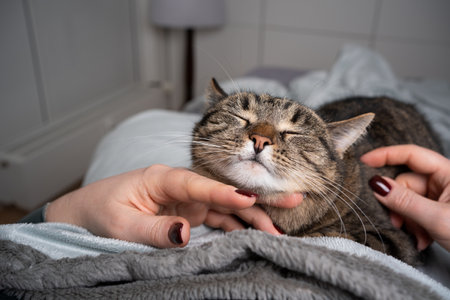 adorable tabby cat enjoys geetting stroked on chin by pet owner in bedroomの写真素材