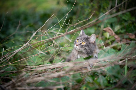 blue tabby gray maine coon cat outdoors on the prowl hiding in bush looking up at birdsの写真素材