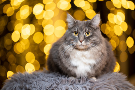 christmas portrait of a cute blue tabby maine coon cat relaxing on gray fake fur in front of golden bokeh lights backgroundの写真素材