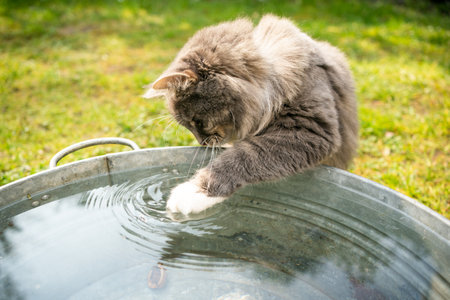 Blue tabby white maine coon cat playing with water in metal bucketの写真素材