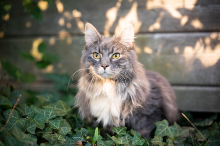 blue tabby maine coon cat resting outdoors next to ivy leaves in sunlightの写真素材