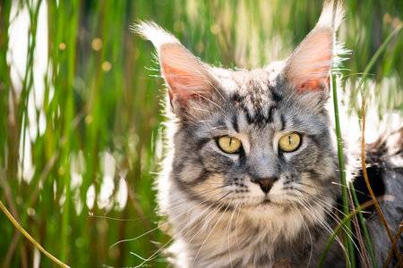 silver tabby maine coon cat portrait next to high grass in sunlightの写真素材