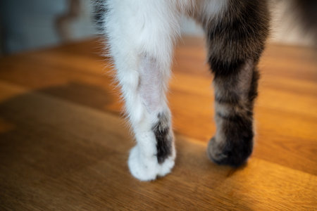 front legs and paws of a tabby white cat with bald spots caused by a stress symptome and mental illnessの写真素材